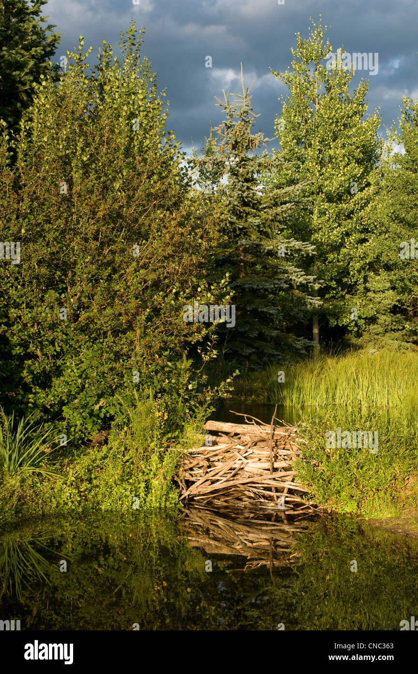 Stick damn at pond, beaver damn Stock Photo