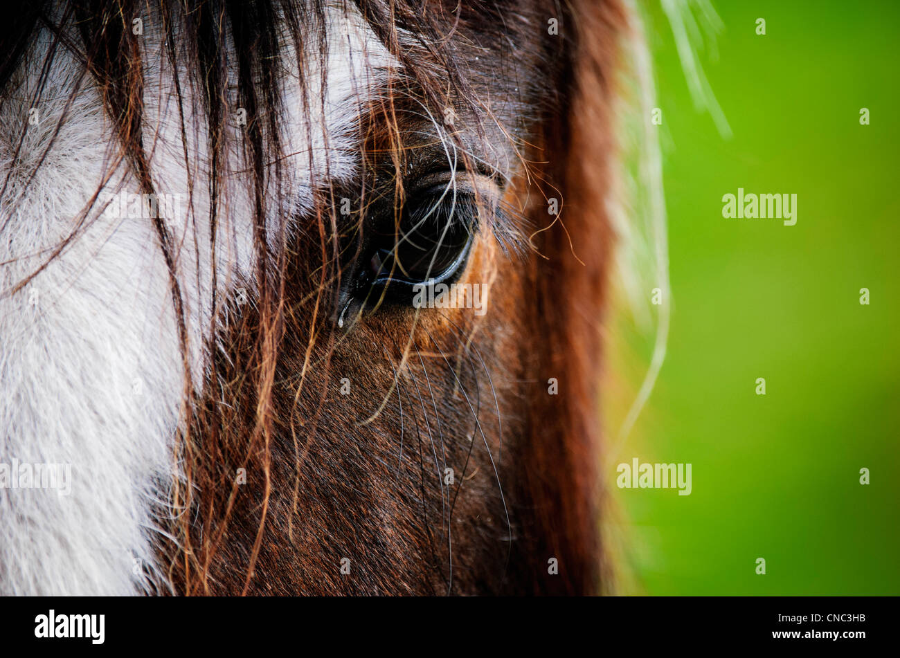 Horse in the Galloway Forest Park, Dumfries and Galloway, Scotland ...