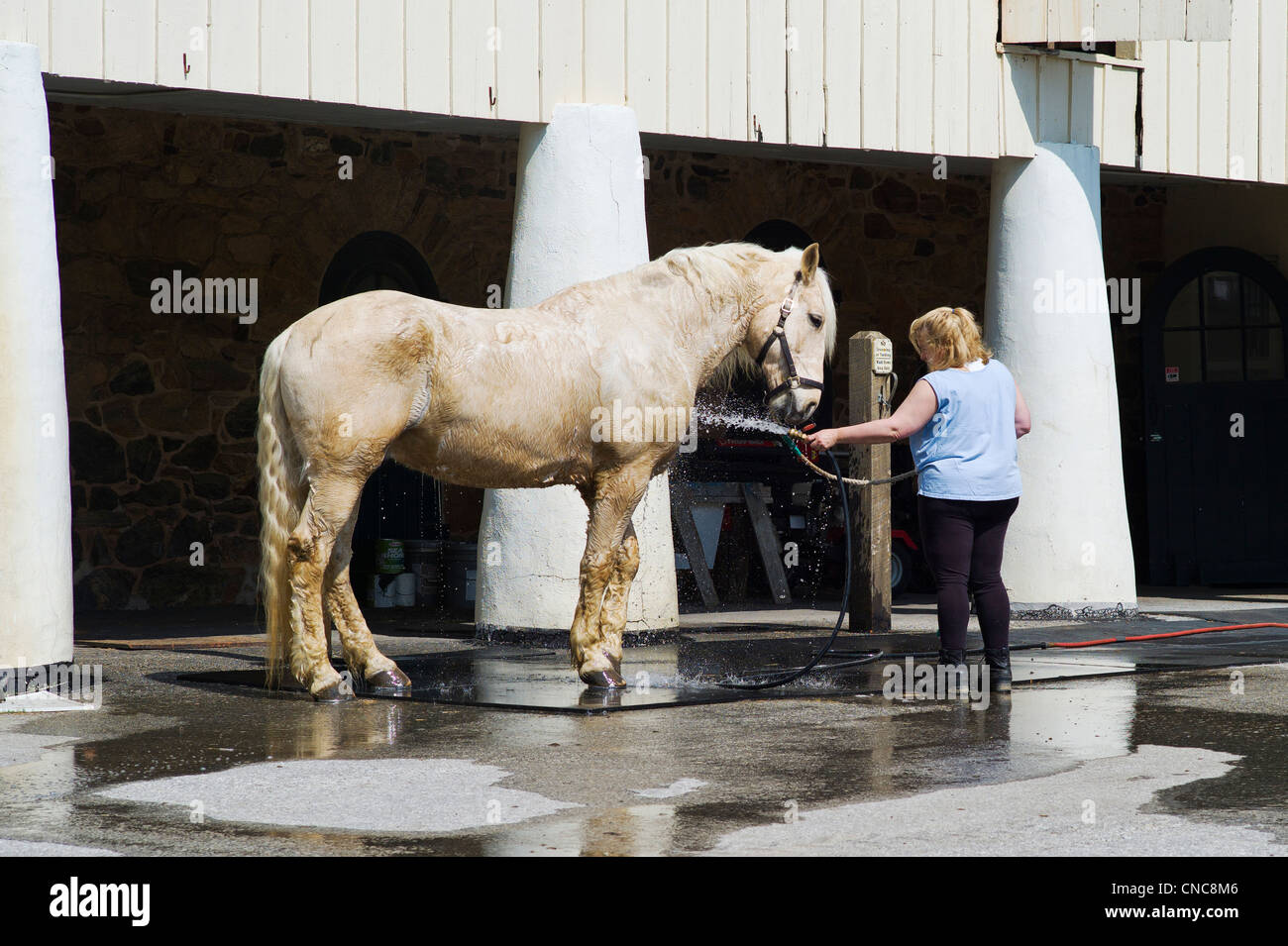 Girl washing her horse hires stock photography and images Alamy