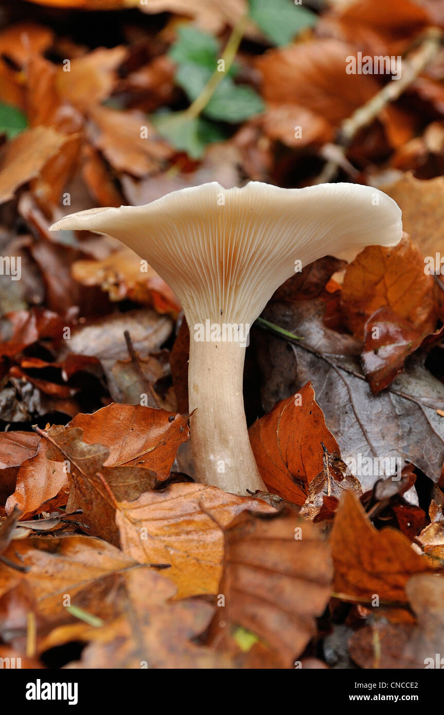 Mushroom Clitocybe (Clitocybe nebularis) in  autumn, Andaines forest (Orne, Normandy, France). Stock Photo