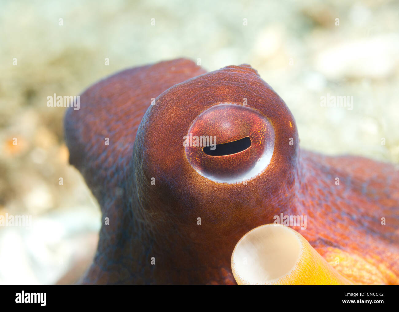 Eye of a common octopus hires stock photography and images Alamy