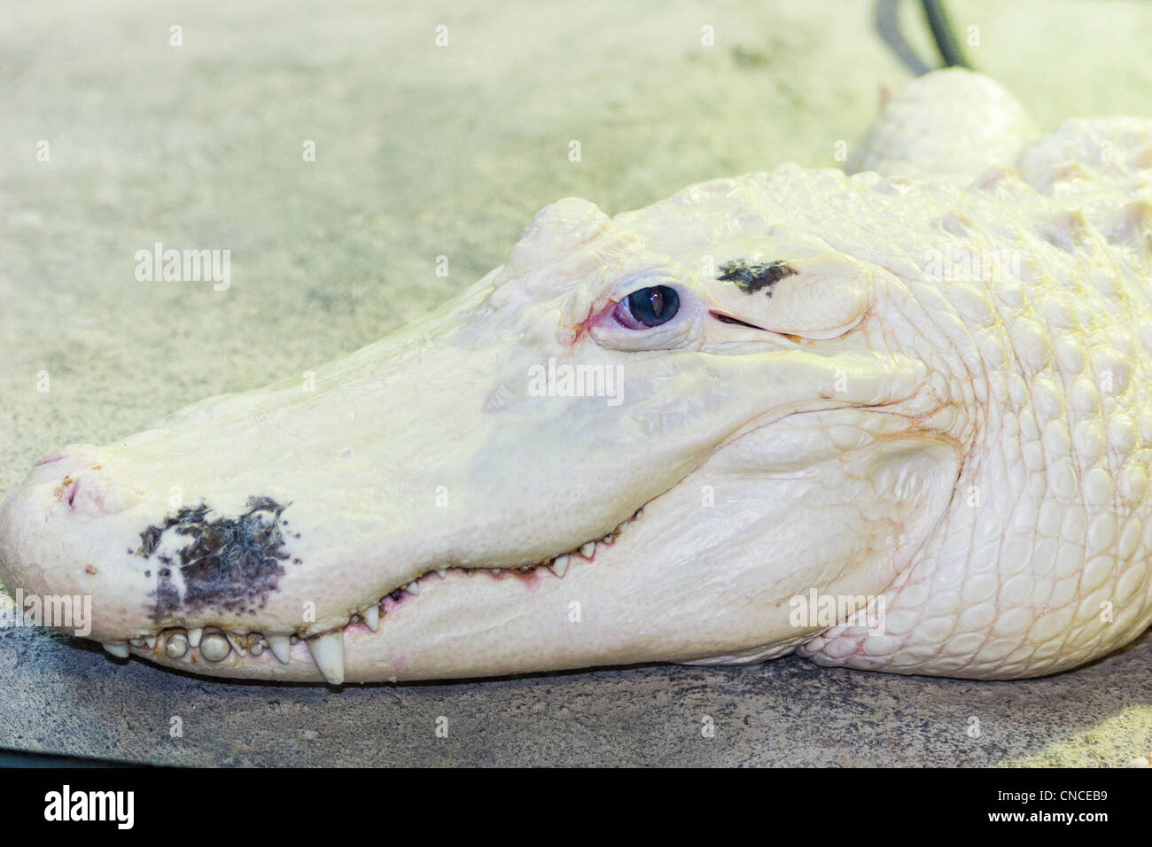 Leucistic white American Alligator, Alligator mississippiensis, at Houston Zoo in Houston, Texas. Stock Photo