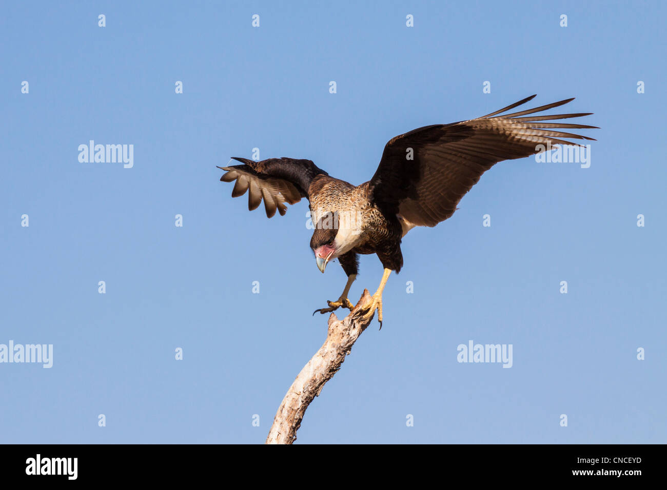 Crested Caracara, 'Caracara cheriway,' or 'Polyborus plancus' at the Javelina-Martin wildlife refuge in South Texas. Stock Photo