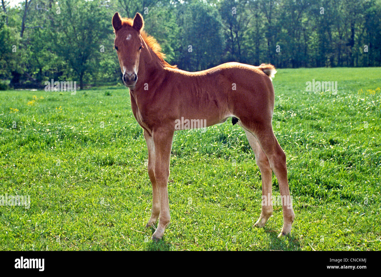 American quarterhorses standing in paddock hires stock photography and