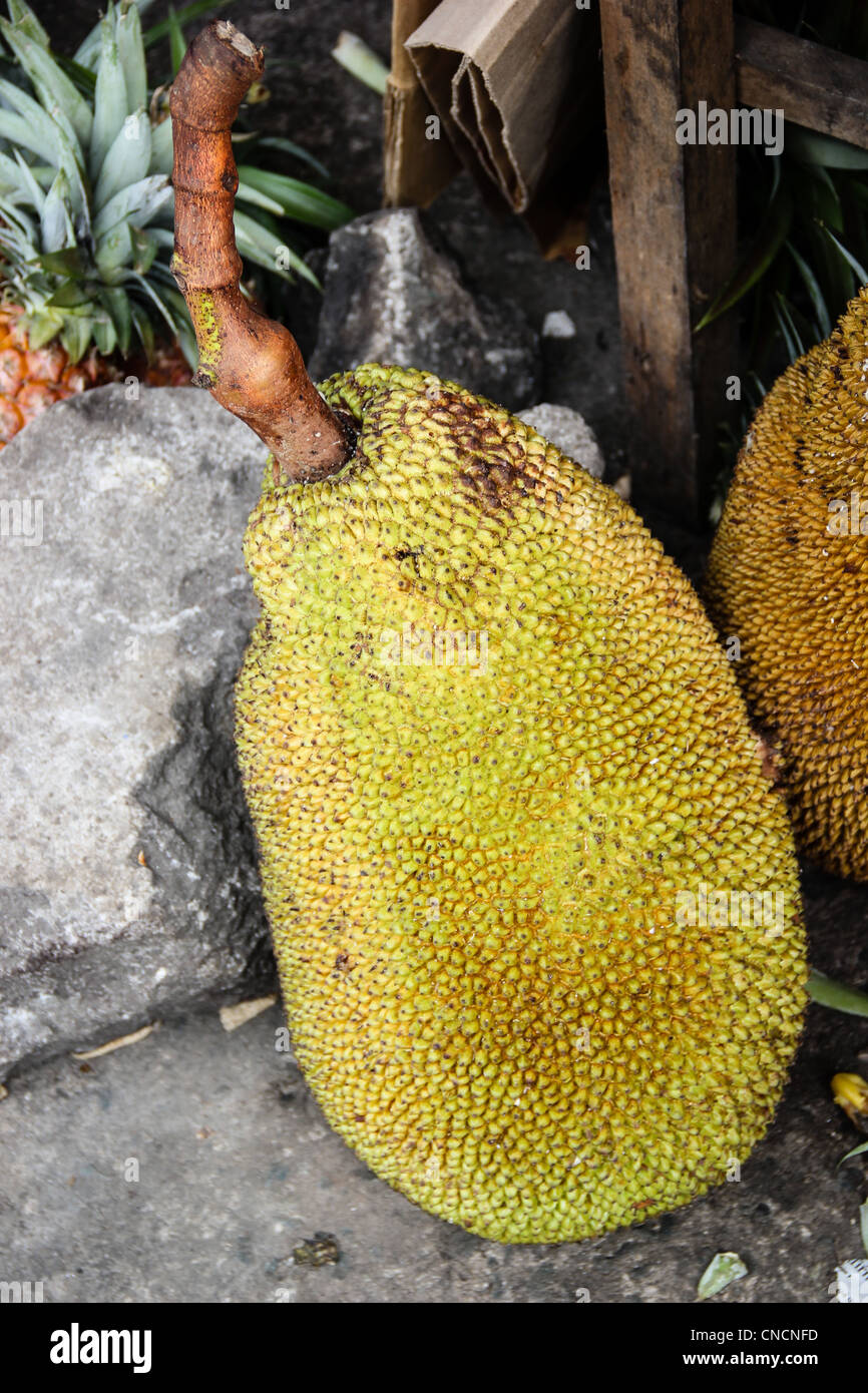 What is jackfruit in filipino, Jackfruit