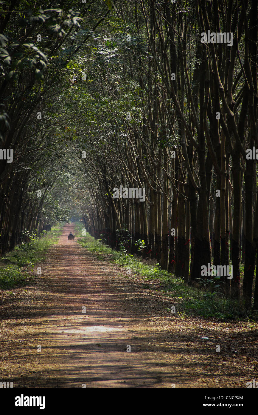 Rubber trees near Cu Chi in Vietnam, near Saigon Stock Photo