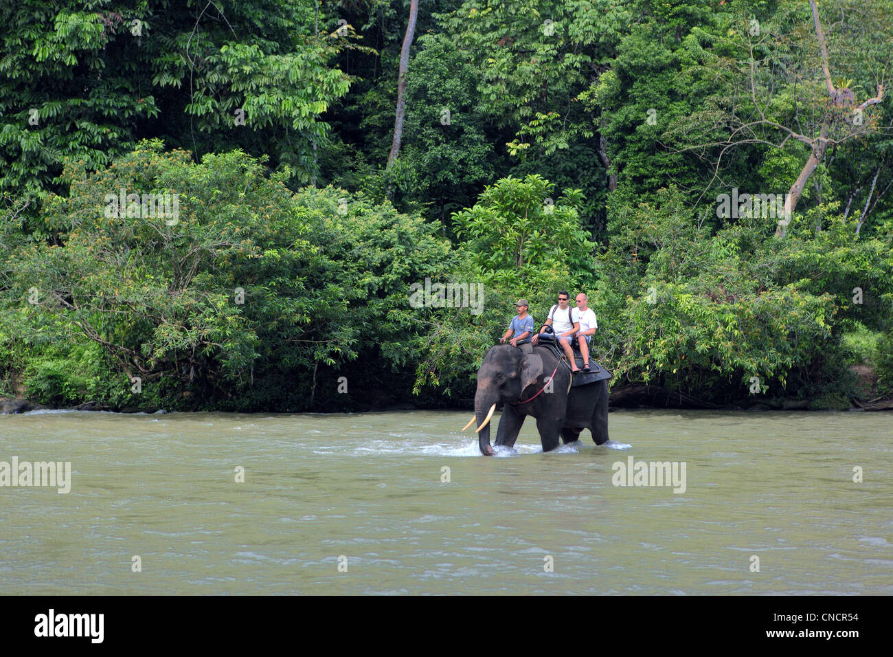 Elephant trekking at Tangkahan which borders Gunung Leuser National Park. Stock Photo