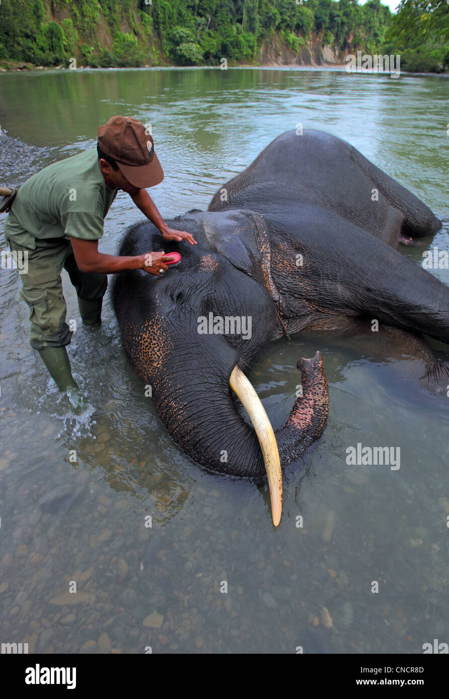 A mahout washes an elephant in the river at Tangkahan in Gunung Leuser National Park. Stock Photo