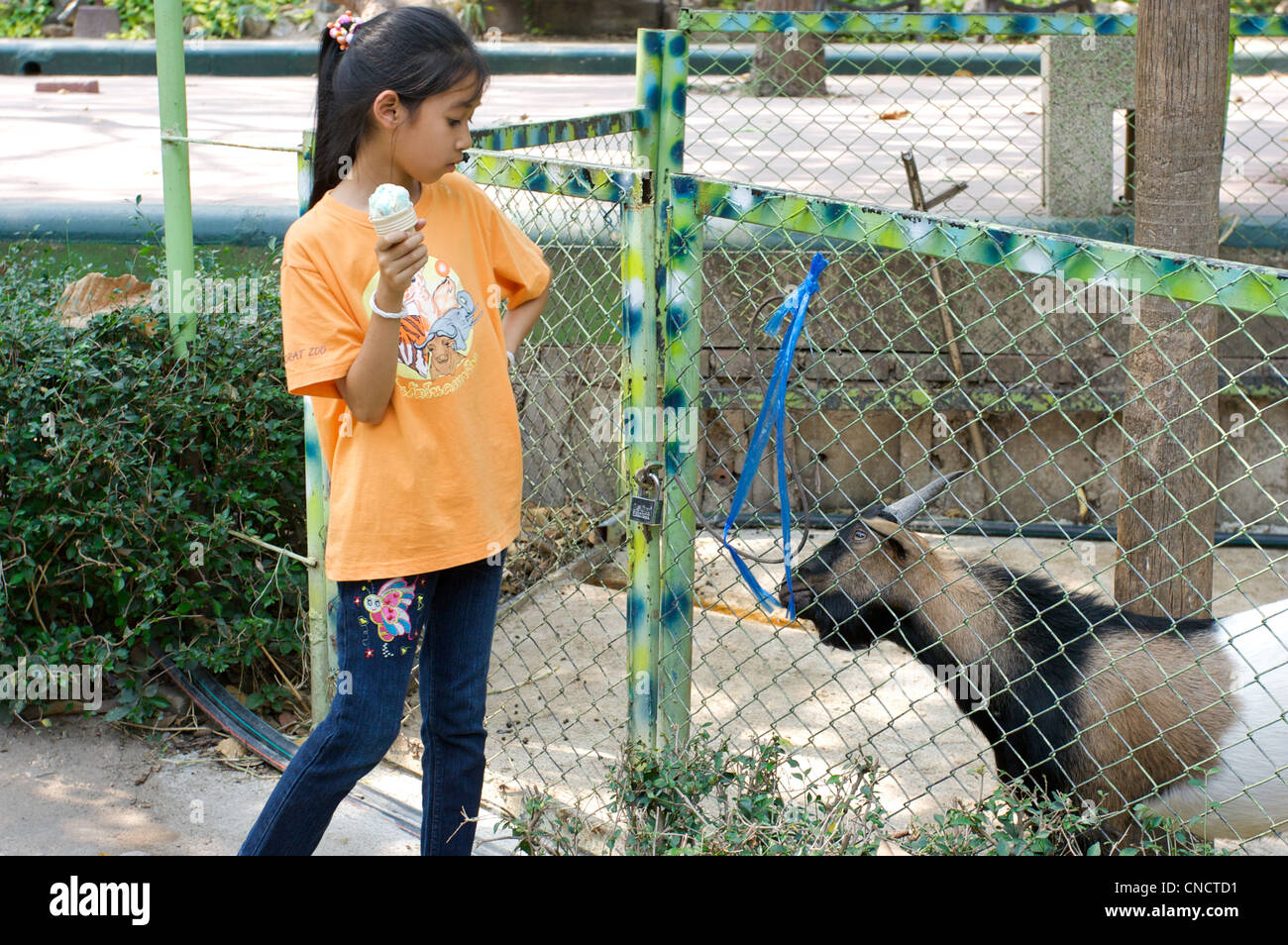 girl having ice cream looking at goat in cage, Chinag mai zoo,Thaialnd Stock Photo