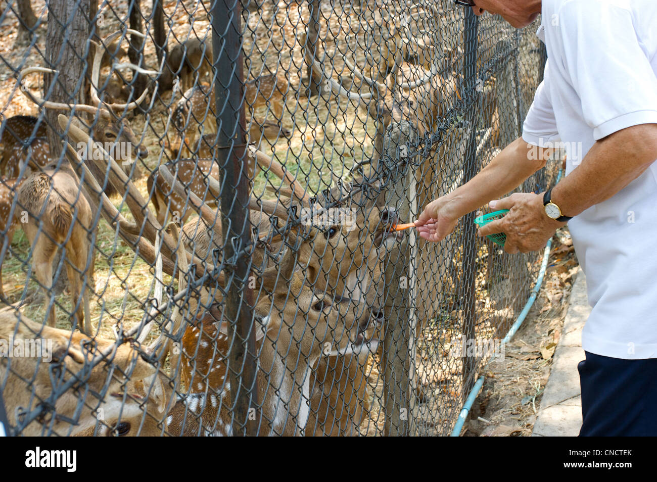 Feeding animal Chiang Mai Zoo Gentleman feeding deers, Chiang mai ,Thailand Stock Photo
