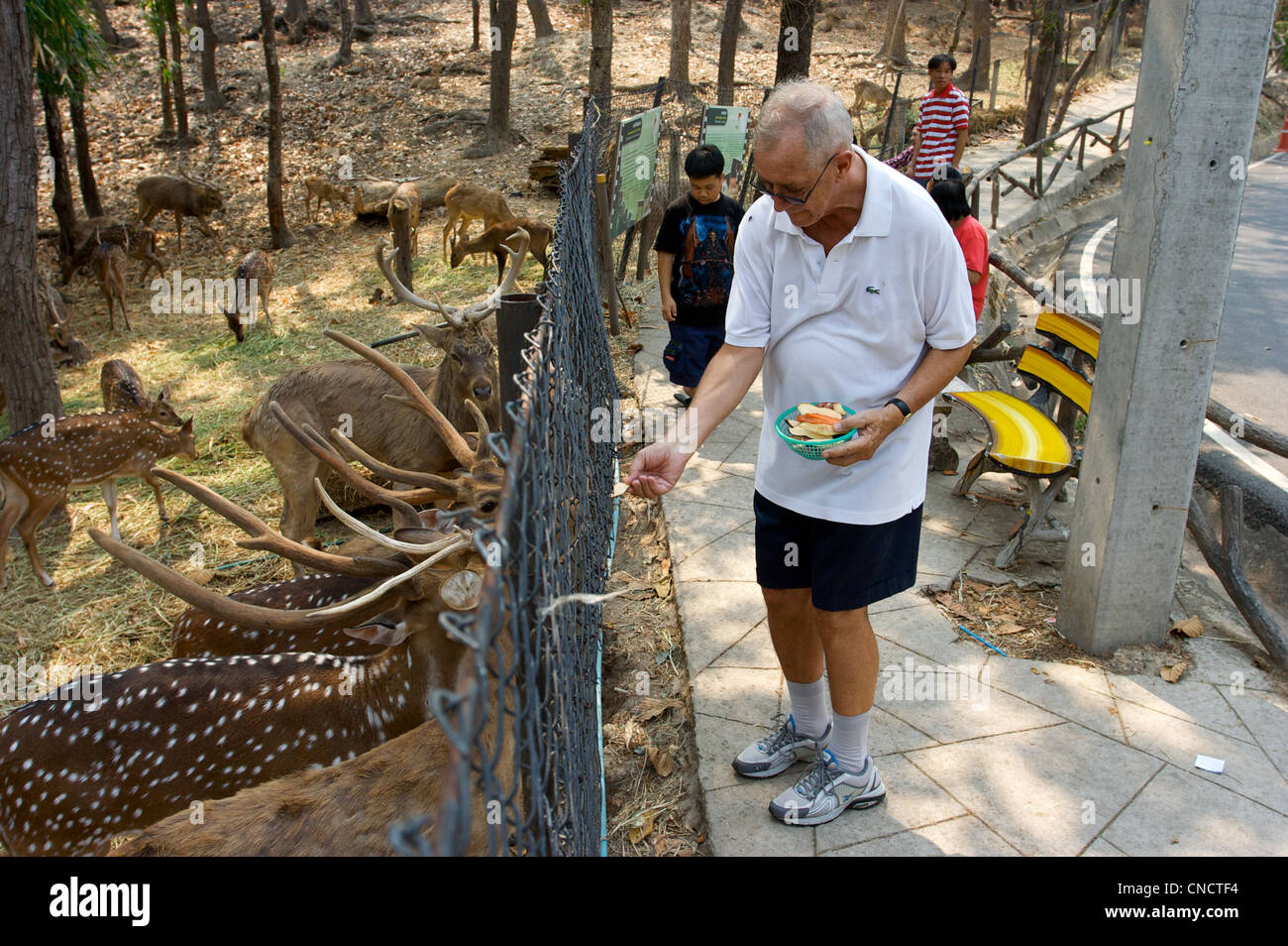 Feeding animal Chiang Mai Zoo Gentleman feeding deers, Chiang mai ,Thailand Stock Photo