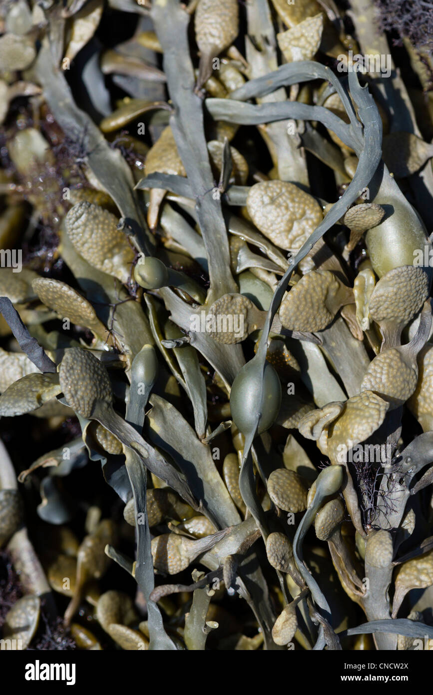 Close up of egg wrack seaweed detailing the air bladders Stock Photo
