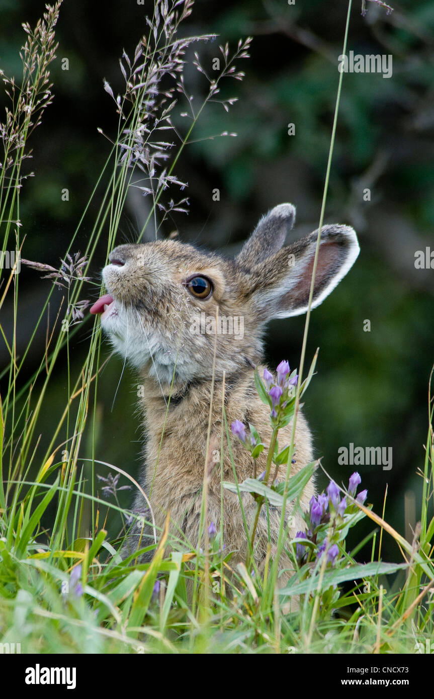 Close up of a Snowshoe Hare eating grass in Denali National Park