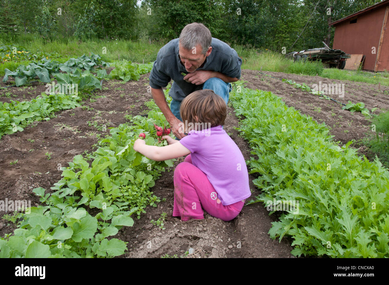 Grandfather and granddaughter pick radishes at the farm in Palmer, Matanuska Susitna Valley, Southcentral Alaska, Summer Stock Photo