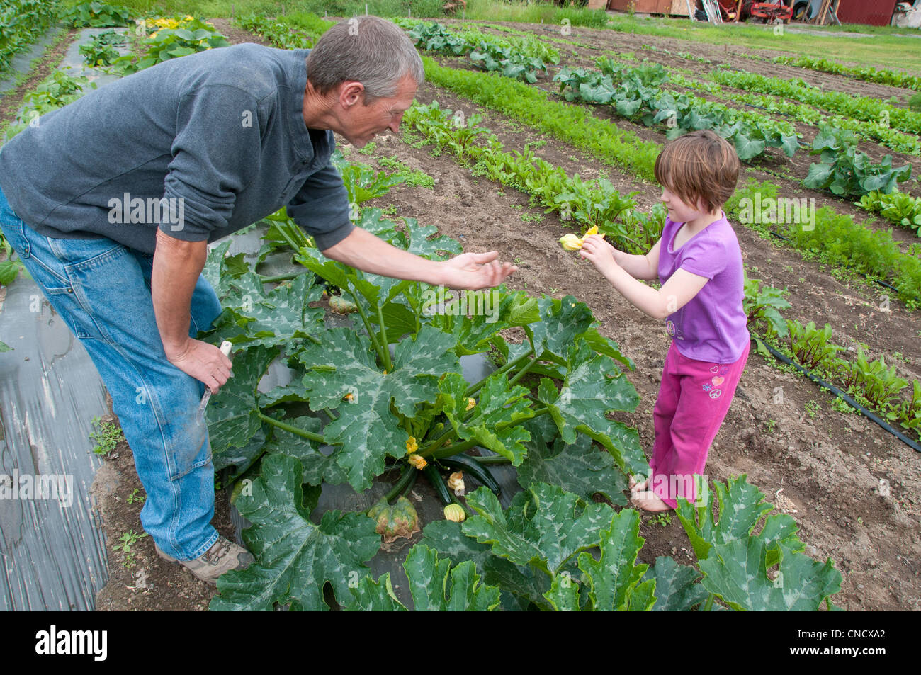 Grandfather and granddaughter picking radishes at a farm in Palmer, Mat-Su Valley, Southcentral Alaska, Summer Stock Photo