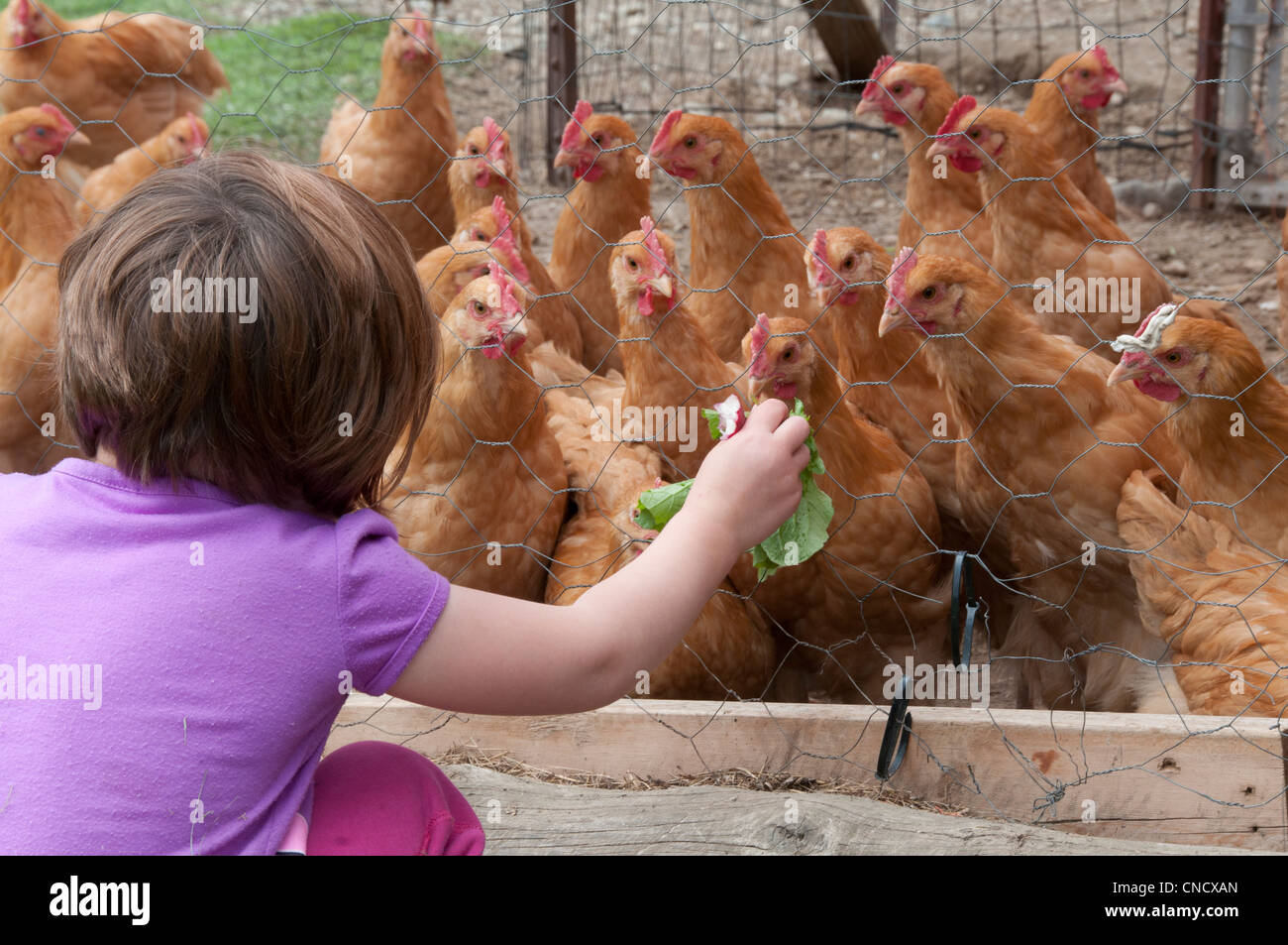 Young girl feeds radish leaves to chickens on a farm in Palmer, MatSu