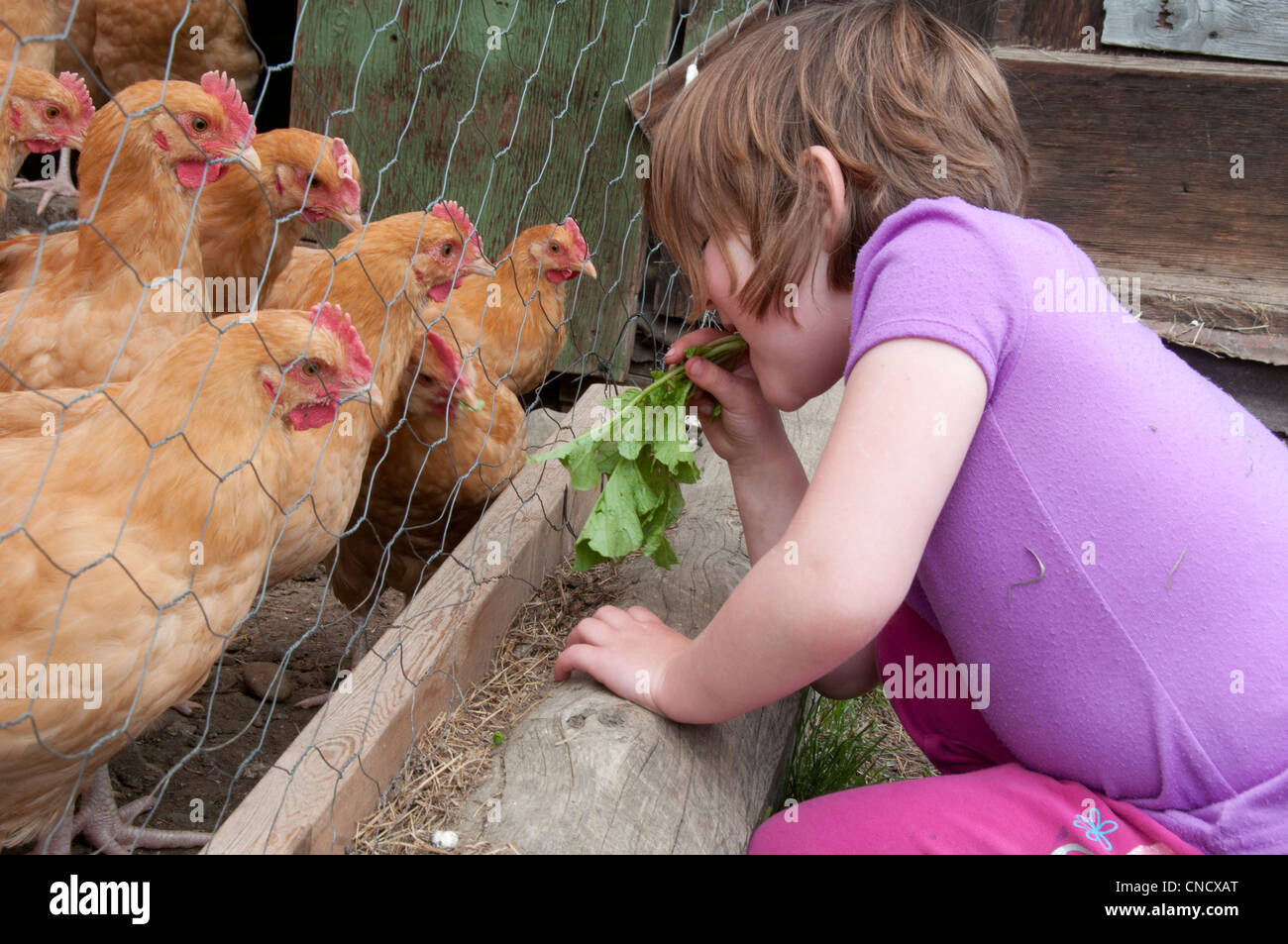 Young girl feeds radish leaves to chickens on a farm in Palmer, MatSu