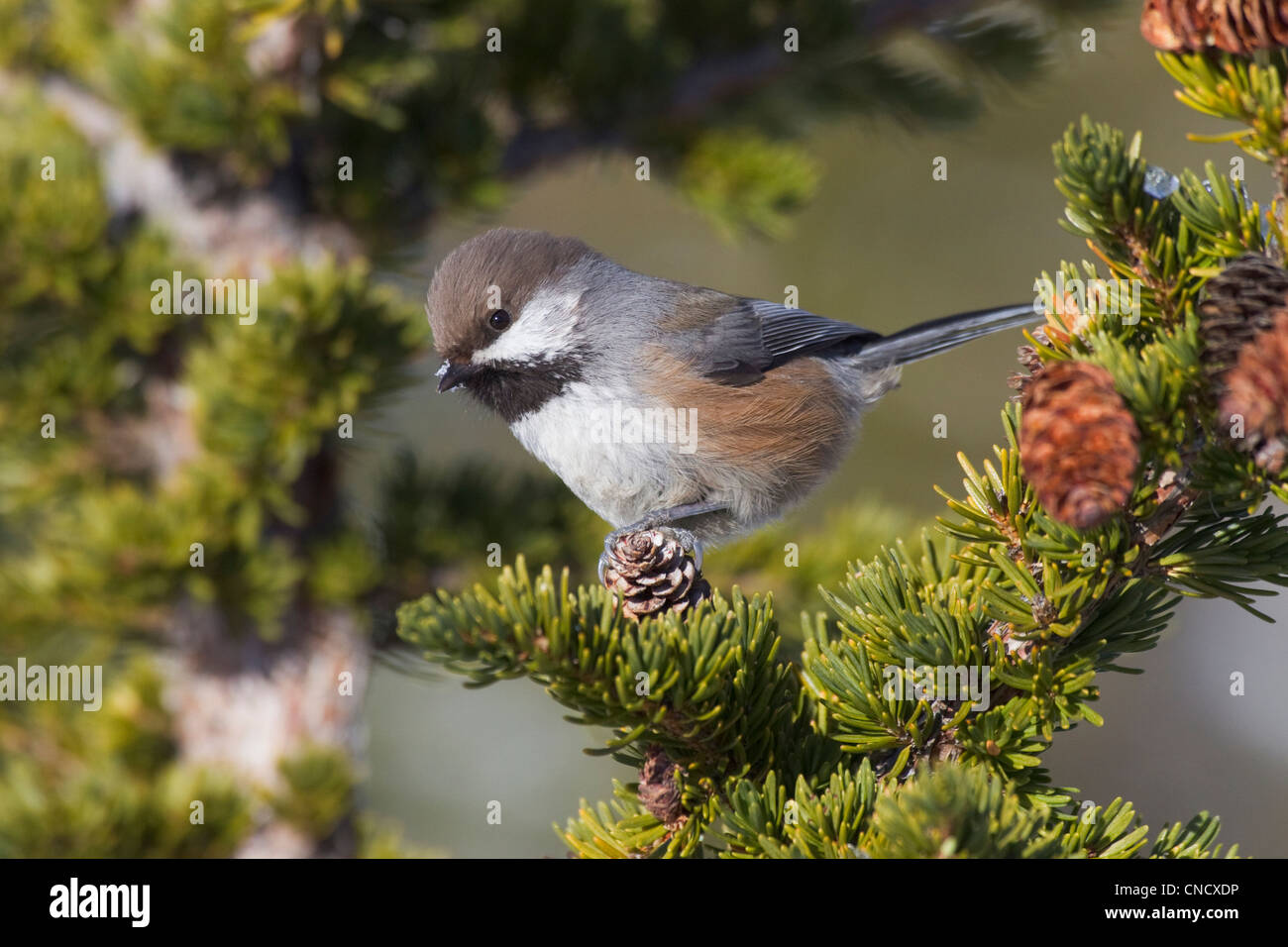 Close up of a Boreal Chickadee perched on a Hemlock bough, Chugach Mountains, Southcentral Alaska, Winter Stock Photo