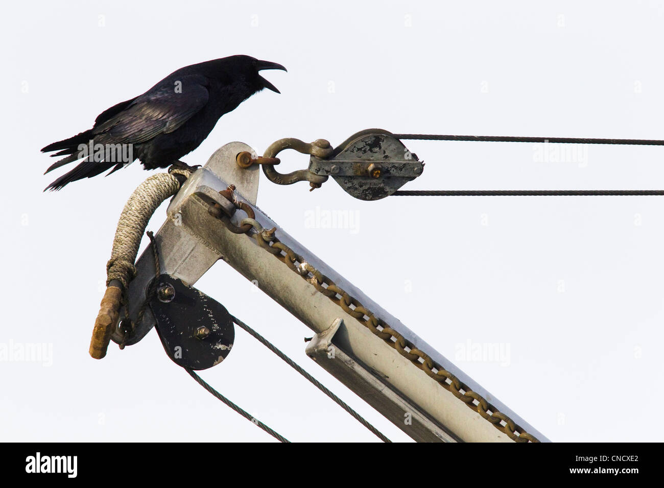 Common Raven calling while perched on the rigging of seine fishing boat, Cordova boat harbor, Cordova, Southcentral, Winter Stock Photo