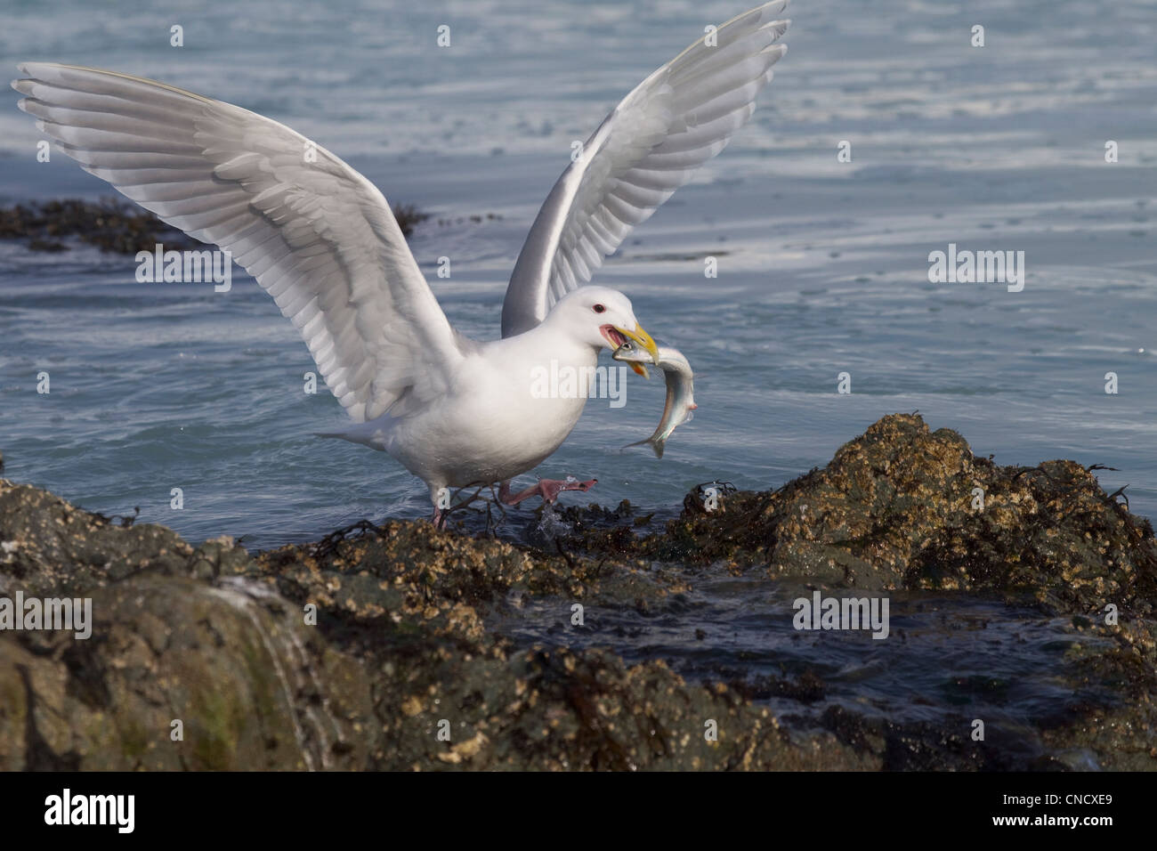 Glaucous-winged Gull with wings outstretched catches herring in its bill, Prince William Sound, Southcentral, Spring Stock Photo