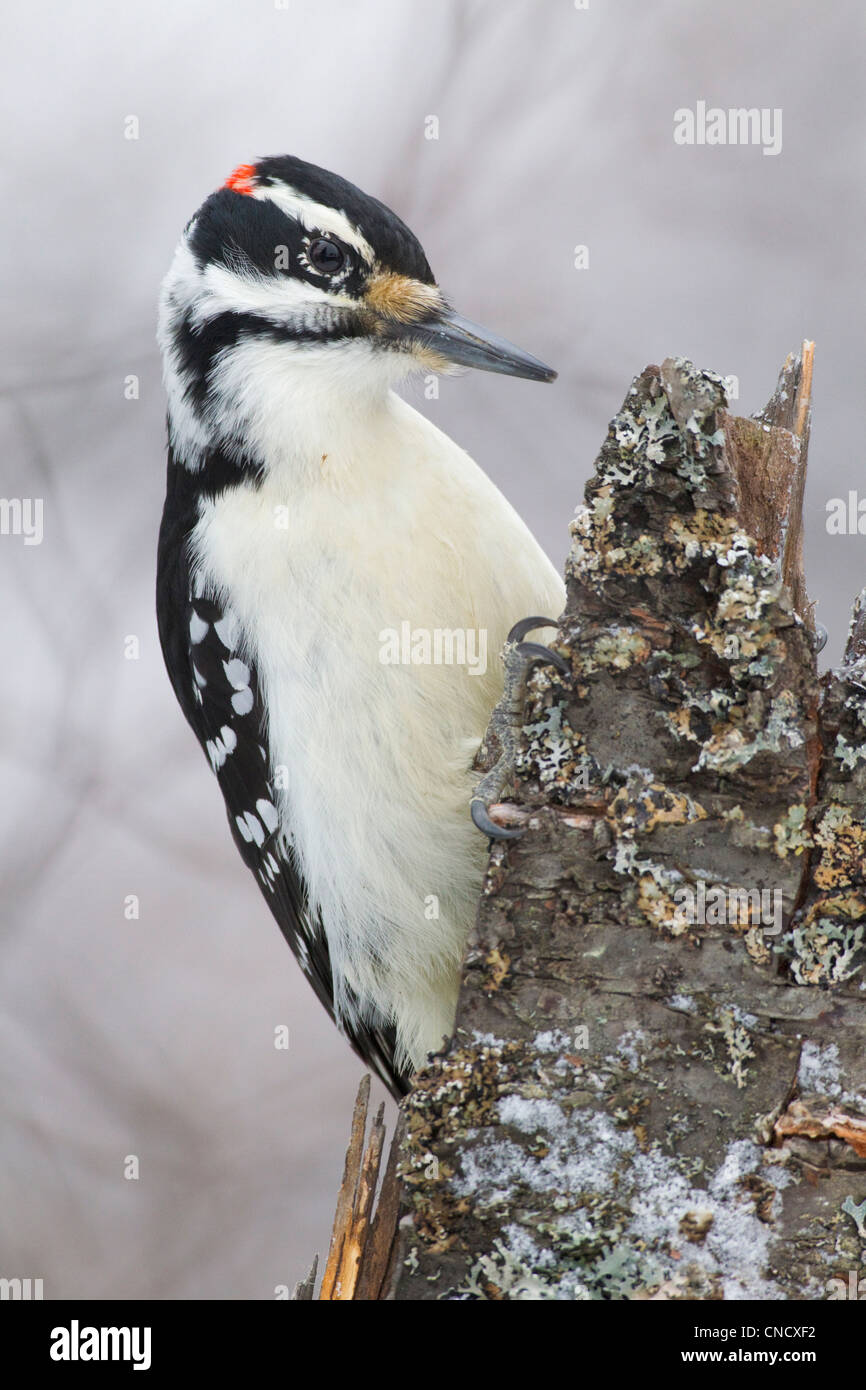 Close up of a male Hairy Woodpecker perched on a lichen covered snag, Chugach Mountains, Southcentral Alaska, Winter Stock Photo
