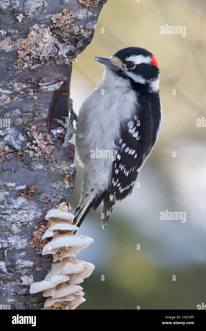 Close up of a male Downy Woodpecker perched on a braket fungus covered birch tree, Chugach Mountains, Alaska, Winter Stock Photo