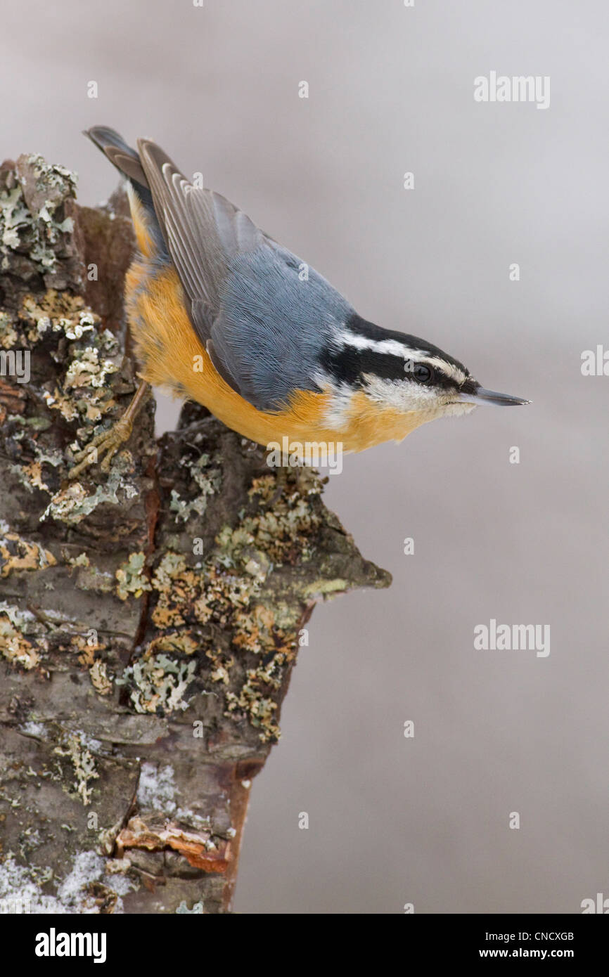 Male Red-breasted Nuthatch perched upside down on lichen covered birch bark, Anchorage, Chugach Mountains, Alaska, Winter Stock Photo