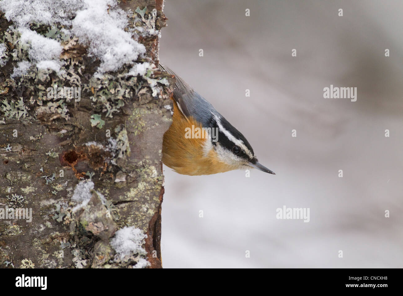 Male Red-breasted Nuthatch perched upside down on lichen covered birch bark, Anchorage, Chugach Mountains, Alaska, Winter Stock Photo