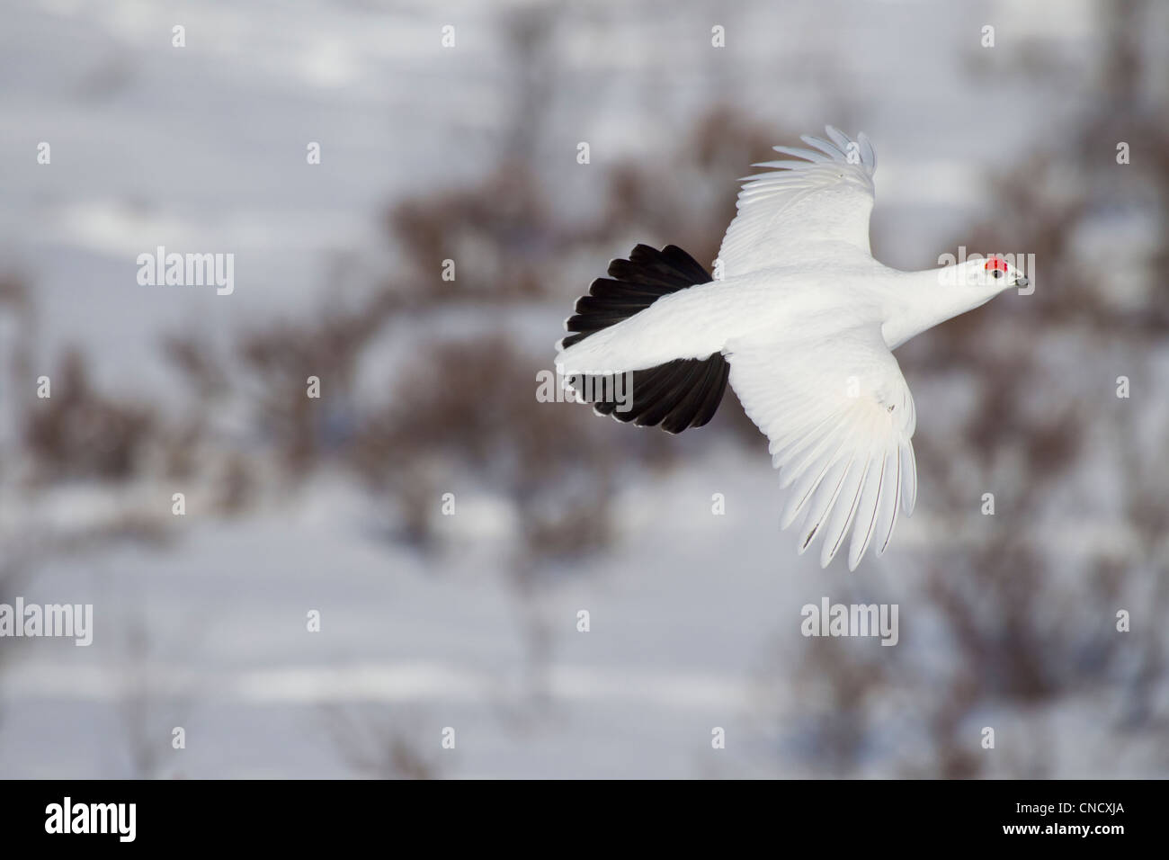 Male Willow Ptarmigan in winter plumage in flight over snow covered willows with red crest visible, Chugach Mountains, Alaska Stock Photo