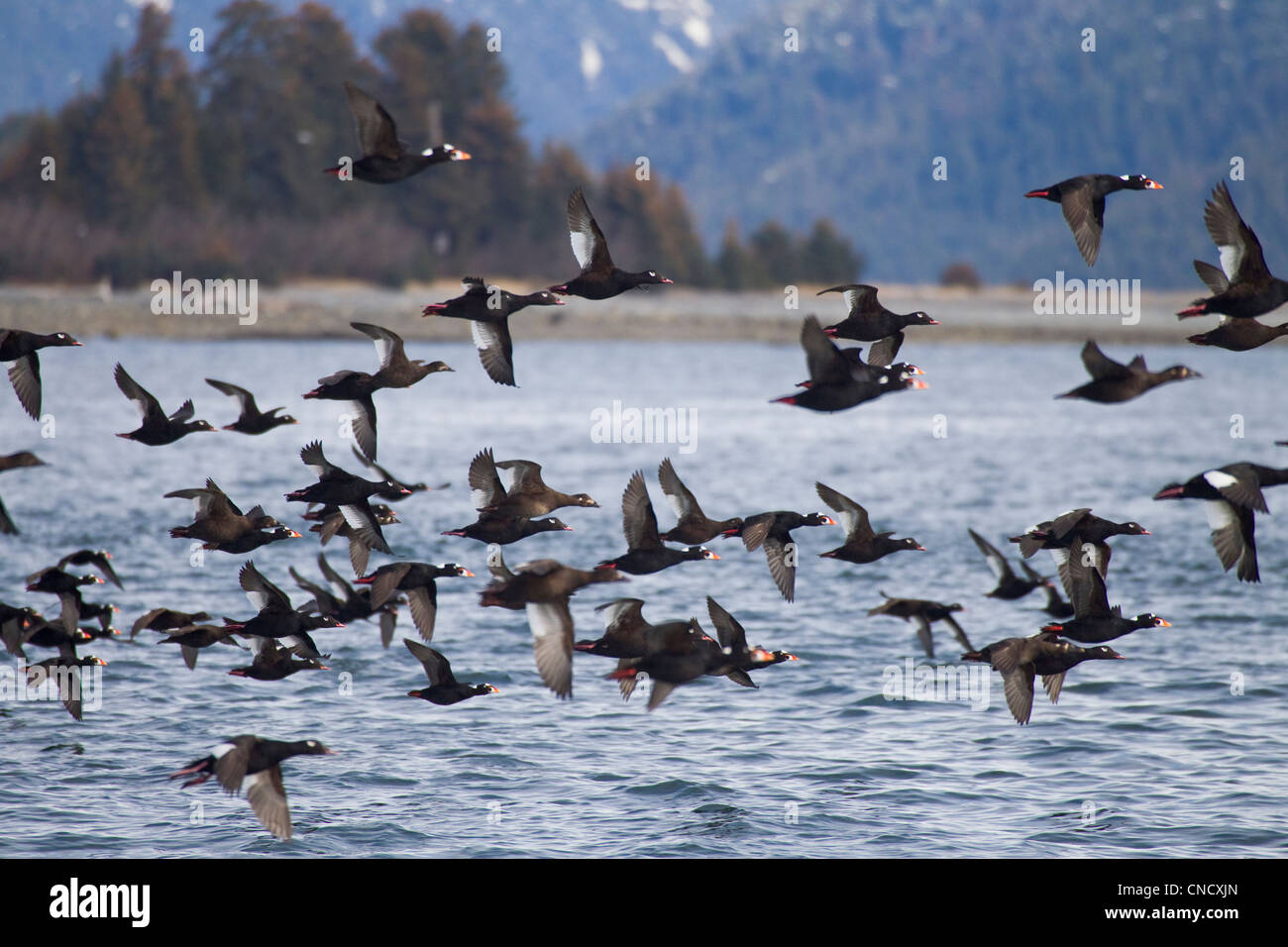White-winged Scoter and Surf Scoter flock in flight over Prince William Sound, Southcentral Alaska, Spring Stock Photo