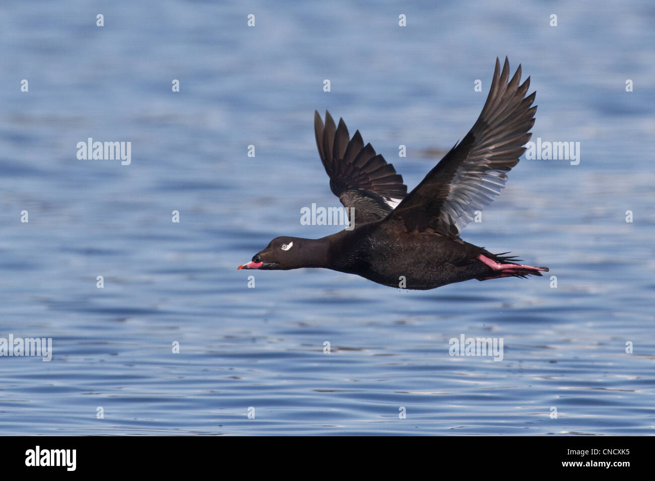Male White-winged Scoter in flight over water, Prince William Sound, Southcentral Alaska, Spring Stock Photo