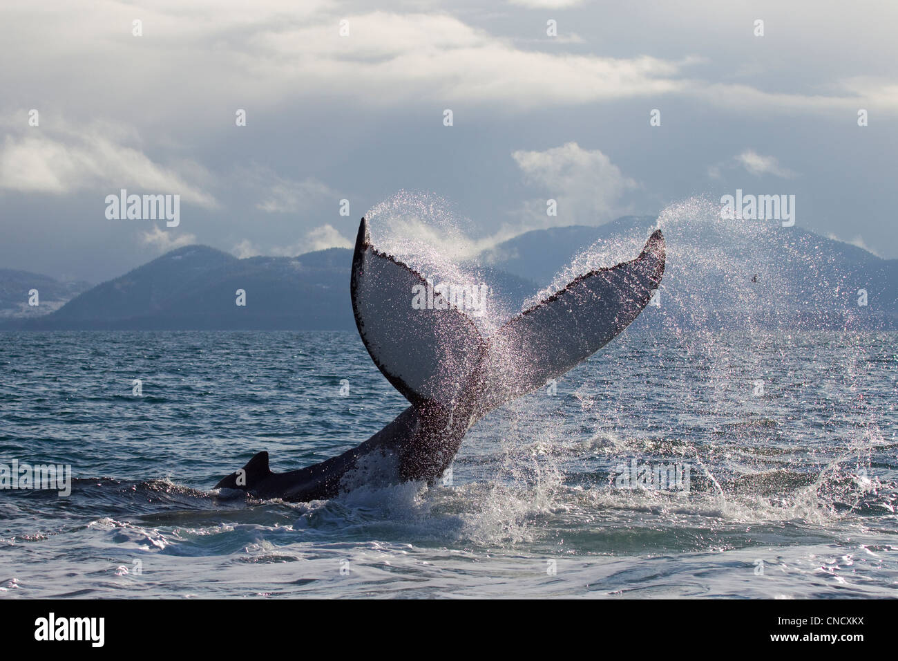 Humpback whale tail slapping surface of Prince William Sound, Southcentral Alaska, Spring Stock Photo