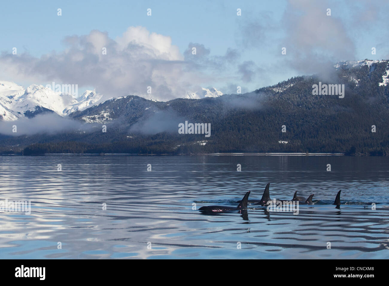 Killer Whale pod showing dorsal fins on glassy calm surface of Prince William Sound with Chugach Mountains in background, Alaska Stock Photo