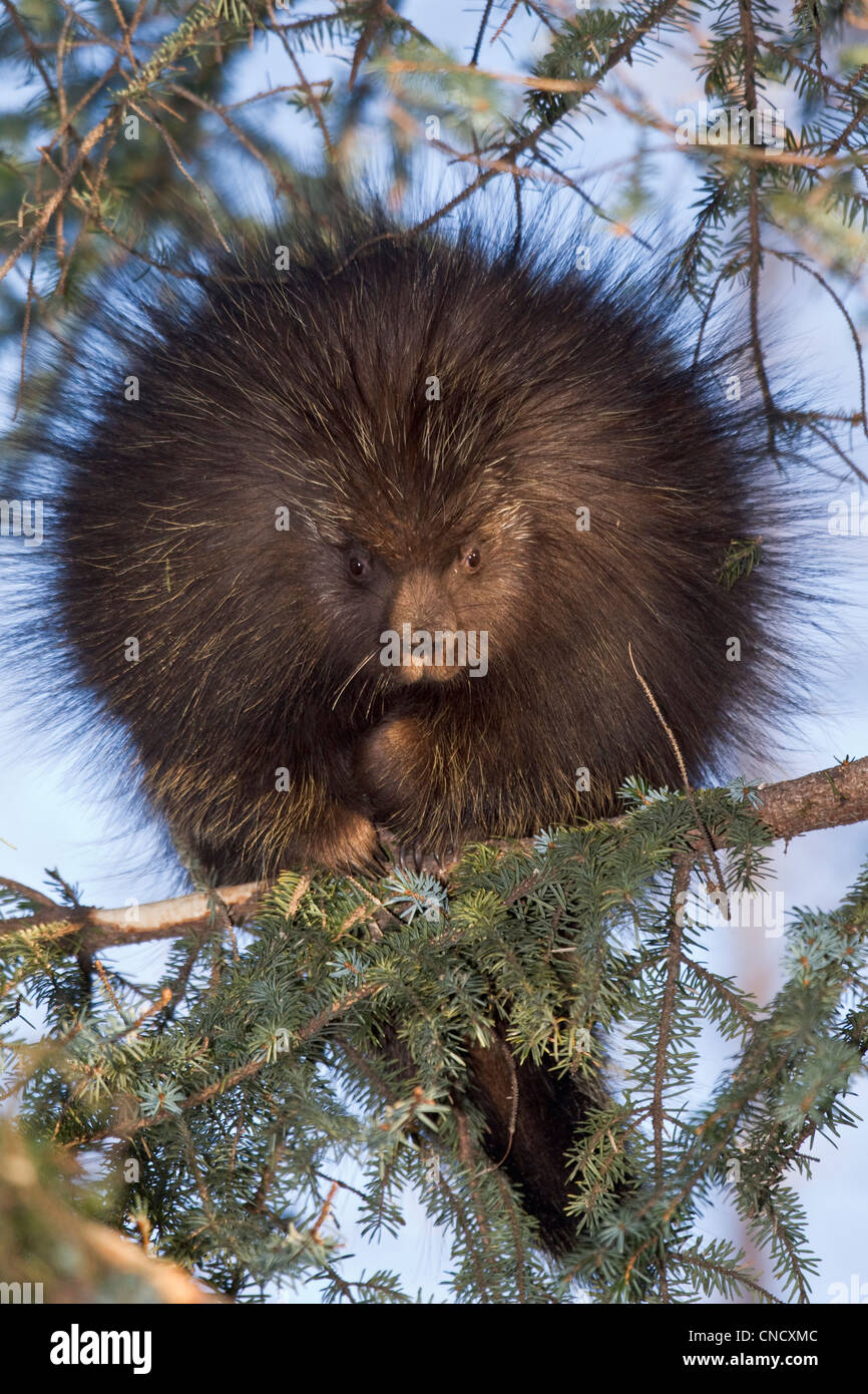 Porcupine on spruce branch near Cordova in the Chugach Mountains, Southcentral Alaska, Winter Stock Photo
