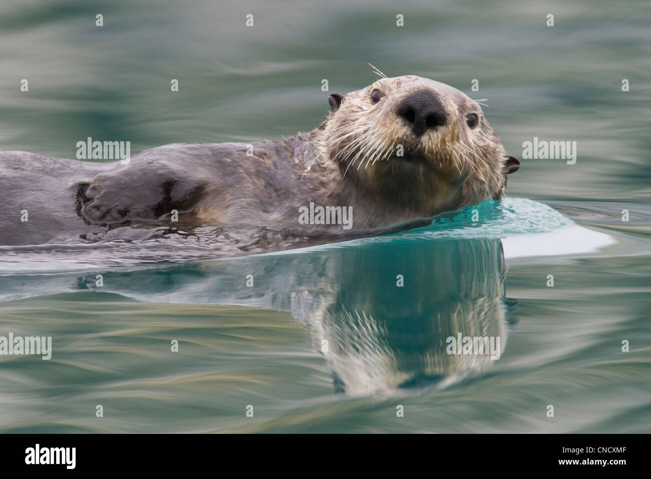 Sea otter swimming in glassy calm green water with reflection, Prince William Sound, Southcentral Alaska, Winter Stock Photo