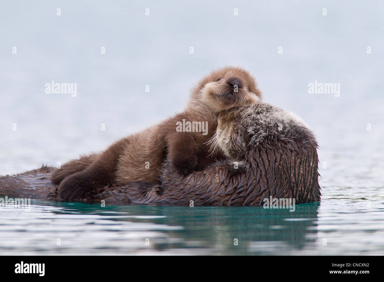 Female Sea otter with newborn pup riding on her stomach, Prince William Sound, Southcentral Alaska, Winter Stock Photo