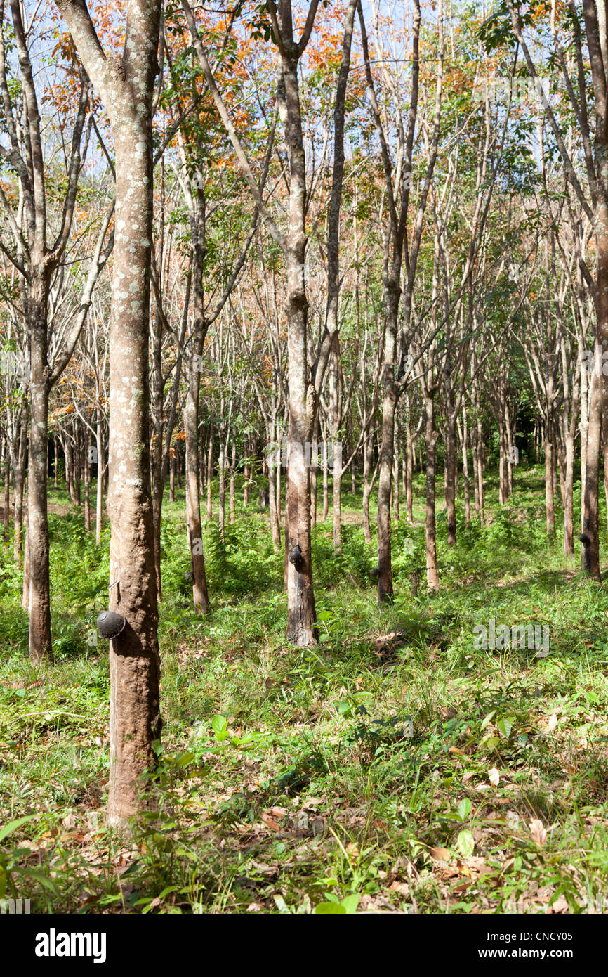 A rubber tree plantation in Bulon island (Ko Phetra maritime national Park - Thailand). Une plantation d'hévéas (île de Bulon). Stock Photo