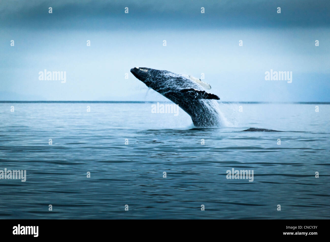 Humpback Whale breaching on an overcast day, Glacier Bay National Park & Preserve, Southeast Alaska, Summer. Stock Photo