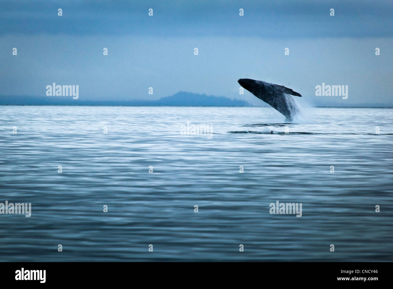 Breaching Humpback Whale 写真 76921798007-90-2354541.jpeg?