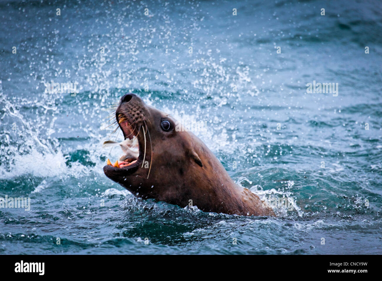 Steller Sea Lion feeding on a fish, Glacier Bay National Park