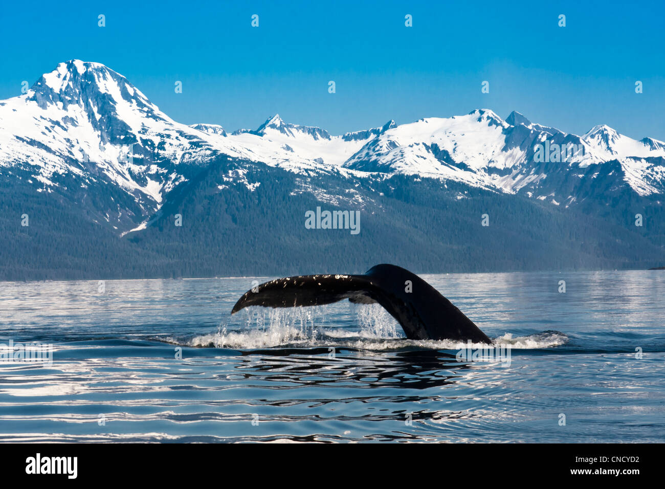 Humpback Whale Alaska Scenery High Resolution Stock Photography and ...