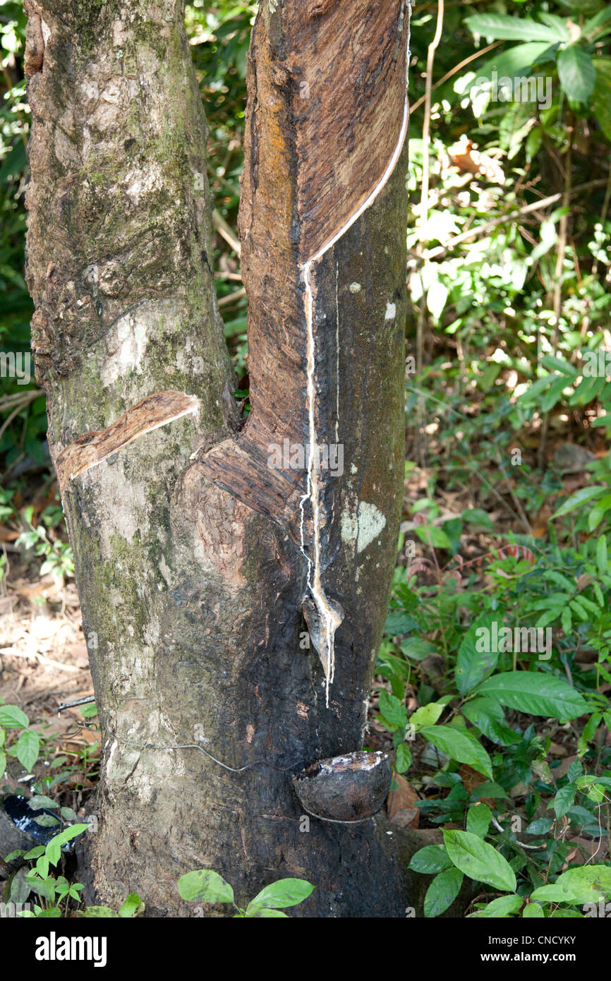 A rubber tree in a plantation (Bulon island - Thailand). Hévéa dans une plantation (île de Bulon - Thaïlande). Stock Photo