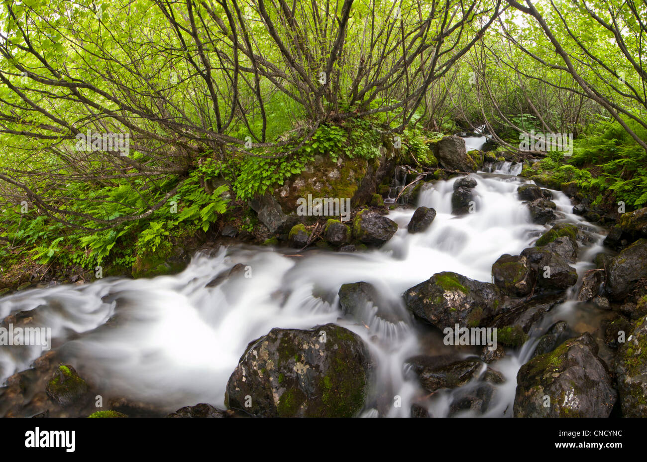 Falls Creek flows through a thicket of willows, Southcentral Alaska, Summer Stock Photo