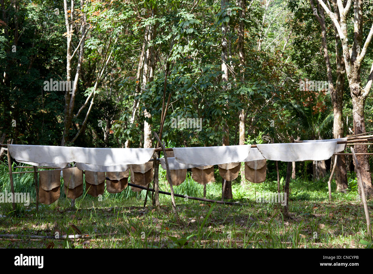Sheets of natural rubber hung on lines to dry ( (Bulon island - Thailand). Plaques de latex naturel mises à sécher (Thaïlande). Stock Photo