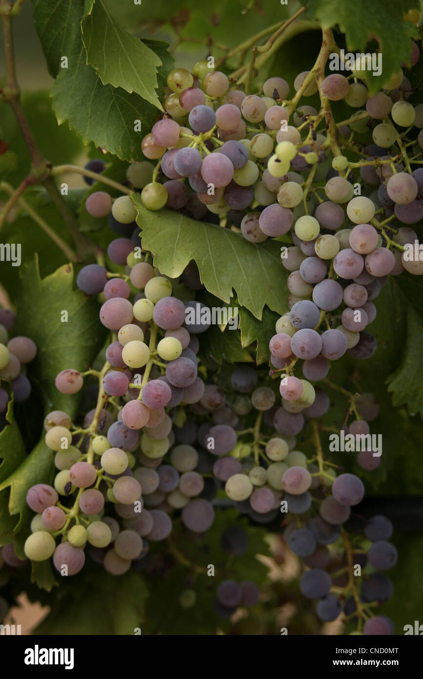 Picture Steve Race Grenache grapes (Clone VCR 3) ripening in