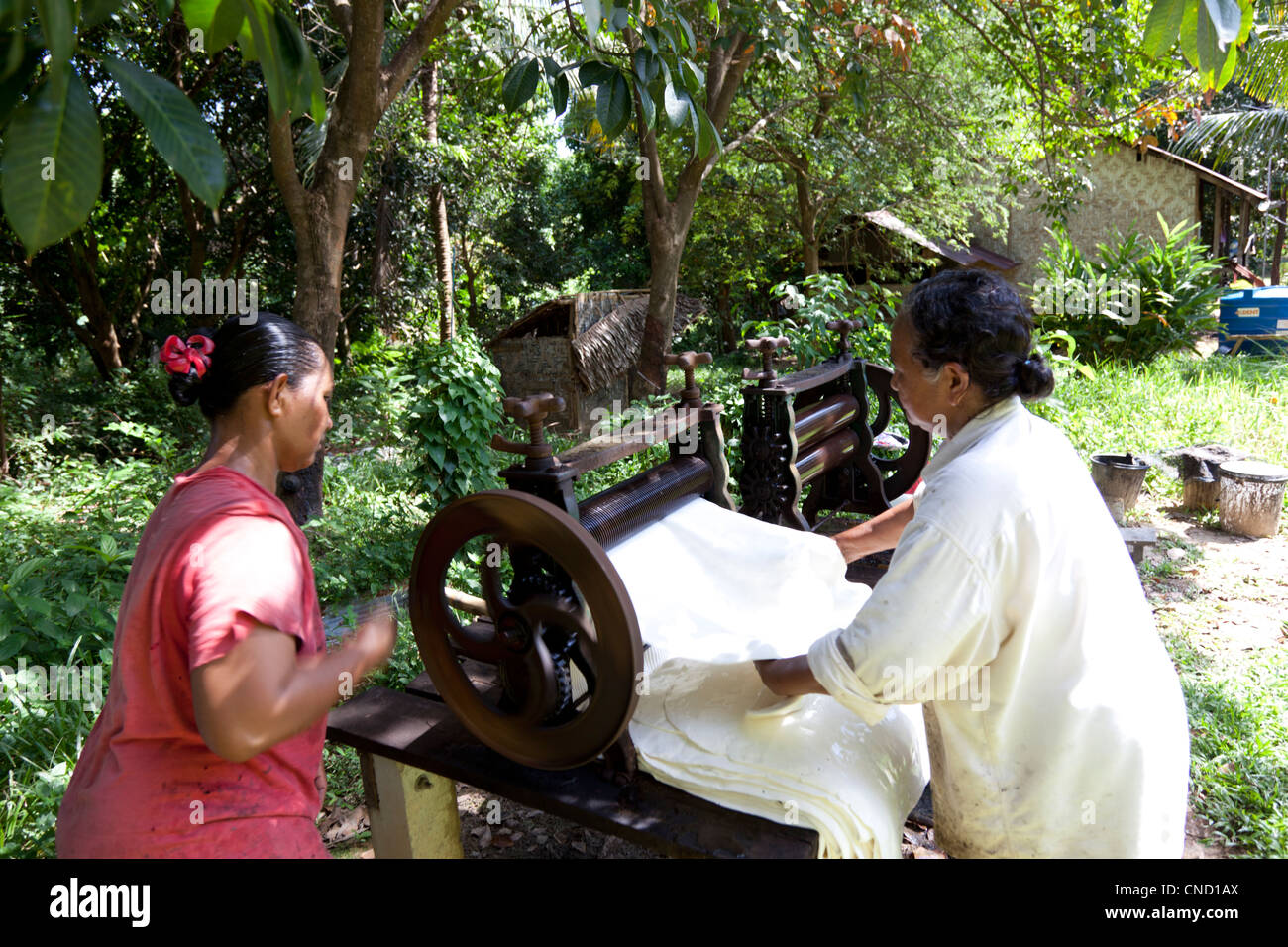 Thai women wringing fresh rubber sheets in a mangle machine (Thailand