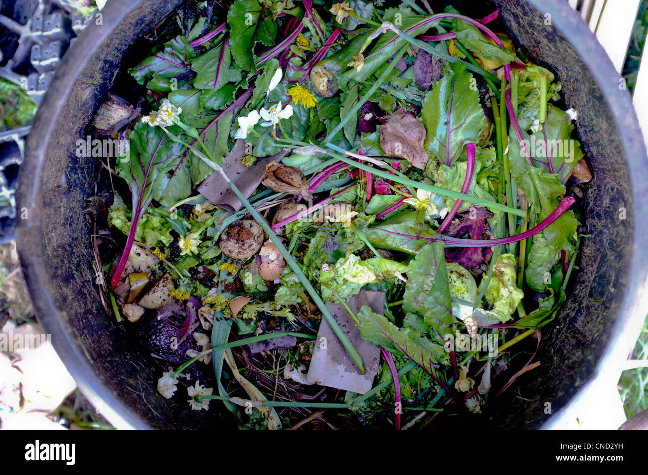 An overhead view of a compost bin showing vegetables and other kitchen waste Stock Photo