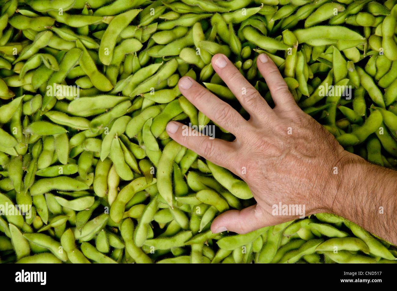 hand over "Edamame' soybeans, organic farming Stock Photo Alamy