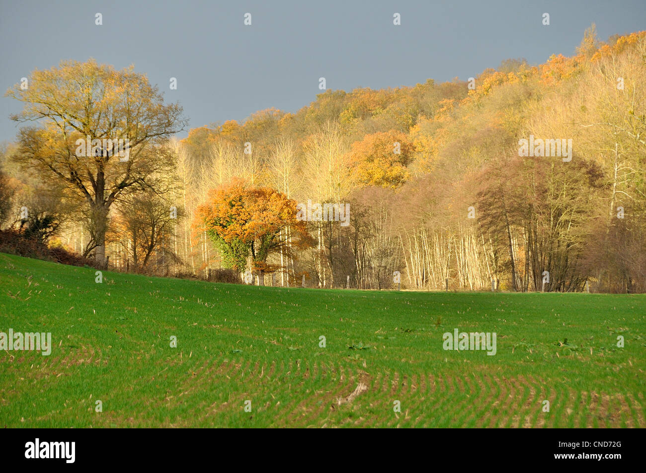 Autumn landscape, wooded valley, river : La Varenne (North Mayenne, Pays de la Loire, France, Europe). Stock Photo