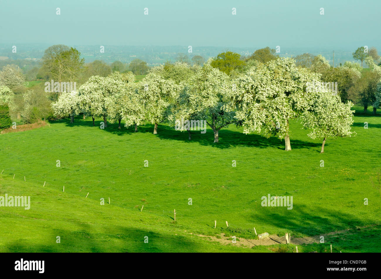 Orchard perry pear trees in bloom at spring (Domfrontais, Orne